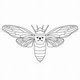 Cicada Cicadidae Cicala Cigale Skizze Schizzo Zikade St2 Colorare Dessiner Insekten Satz sketch template