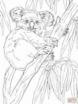 Koala Tree Eucalyptus Coloring Koalas Pages Printable Color Drawing Supercoloring Drawings Version Click Super Designlooter Categories sketch template