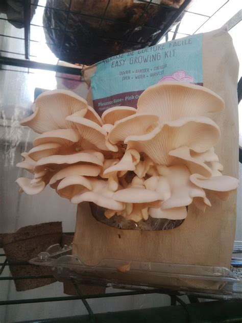 pleurote rose mycelium de culture champignons maison