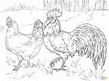 Coloring Pages Rooster Chicken Hen Farm Printable Supercoloring Roosters Chickens sketch template
