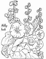 Coloring Pages Adult Hollyhocks Hollyhock Clipart Floral Flowers Printable Fairy Christmas Fashioned Lovely Flower Graphics Color Book Vintage 1950 Thegraphicsfairy sketch template