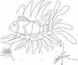 Anemone Sea Coloring Drawing Designlooter 96kb 612px Getdrawings Drawings sketch template