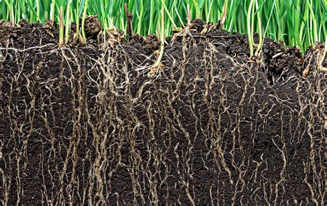 root health basics advanced turf solutions