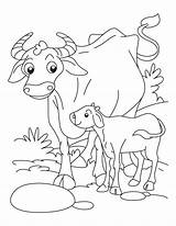 Coloring Pages Buffalo Calf Animals Their Babies Kids Printable Color Getdrawings Getcolorings Print Popular sketch template