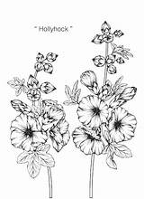 Hollyhock Flower Premium Illustration Vector Drawing sketch template