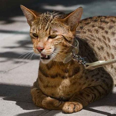 ashera information and cat breed facts cat breeds ashera cat cats