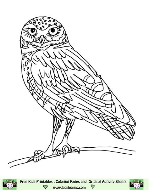 owl coloring pageslucy learns owl coloring page elf owl pictures