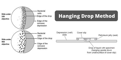 hanging drop method principle procedure result
