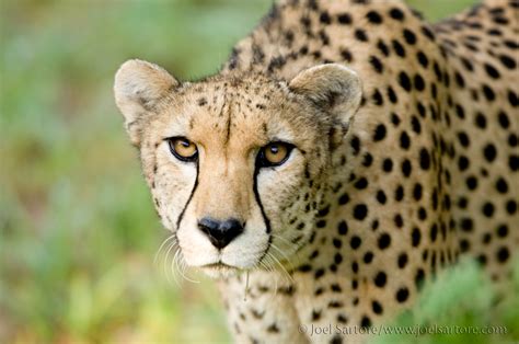 cheetahs return  sunset zoo june   disappearing   wild news radio kman