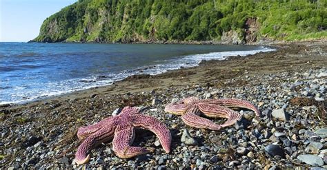discover   largest starfish   world   animals