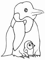 Penguins Pinguine Pinguini Disegni Kolorowanki Pingwiny Uccelli Bambini Tiere Malvorlage Colorare Dzieci Pinguins Colorido Filomena Marques Publicada Druku Drukuj Coloringpagebook sketch template
