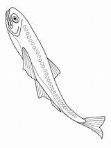 Vissen Kleurplaten Colorear Kleurplaat Fisch Malvorlage Poissons Anchoveta Lanternfish Fische Disegno Pesce Peces Pesci Animali Poisson Pez Animierte Animaatjes Mar sketch template
