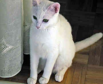 list  white cat breeds  pictures