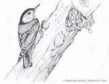 Nuthatch Pencil Breasted Sketch Red Coloring Drawing Drawings Bird Designlooter P27 Sketches Birds Reply Pencils Variety Such Wide Available 493px sketch template