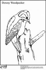Woodpecker Coloring Pages Red sketch template