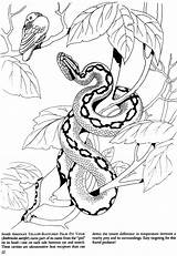 Serpent Snakes Python Animaux Dover Malvorlagen Viper Mamba Schlange Coloriages Erwachsene Reptiles Doverpublications sketch template