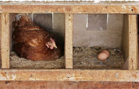 When Do Chickens Lay Eggs And How Can I Prepare For It Freedom