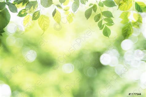 natural green background  selective focus green leaf  blurred stock photo crushpixel