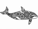 Whale Coloring Orca Adult Mosaic Outline Killer Drawing Pages Paintingvalley sketch template