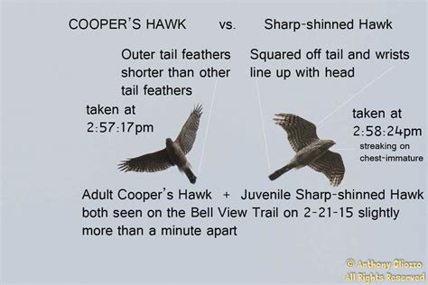coopers hawk  sharp shinned hawk february   birds  orange county southern