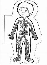 Para Cuerpo Humano Sistema Del Body Systems Colorear Sistemas Niños Coloring Circulatorio Human El Activities Montessori Kids Partes Ciencias Aparato sketch template