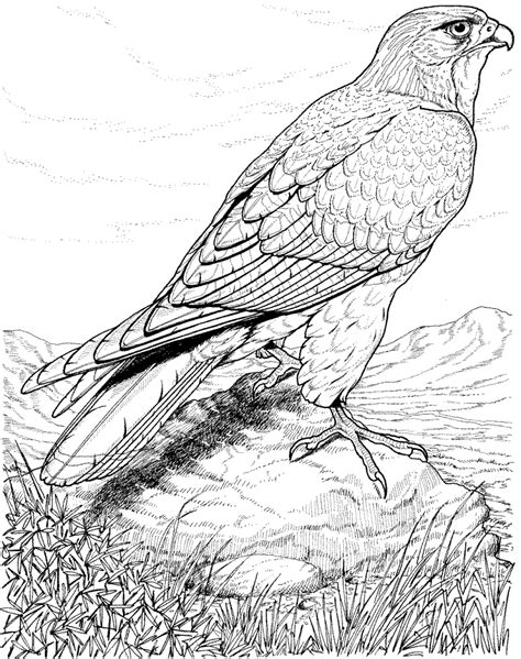 bird coloring pages realistic charmer blogsphere image library