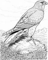 Coloring Pages Hawk Bird Birds Adults Falcon Peregrine Printable Real Hawks Detailed Life Print Drawings Color Colouring Adult Kids Animal sketch template