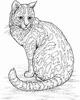 Coloring Bobcat Cliparts Pages Footprint sketch template
