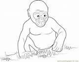 Gorilla Baby Coloring Pages Drawing Silverback Coloringpages101 Getcolorings Color Print Getdrawings sketch template