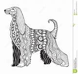 Hound Afghan Zentangle Coloring Freeh Stilizzato Afgano Levriero Stylized sketch template