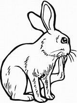 Hutch Coloring Pages Template Bunny sketch template