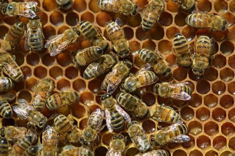 bee colonies are on the rise again bee colony bee keeping bee