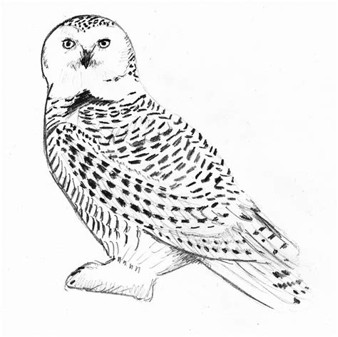 snowy owl drawing  getdrawings