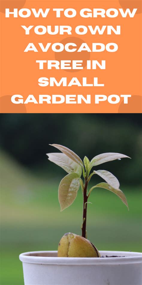 Grow Avocado Avocado Tree Small Garden Pots Garden Plants