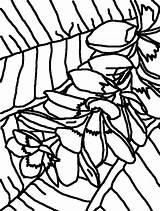 Coloring Pages Flower Plumeria Getdrawings sketch template