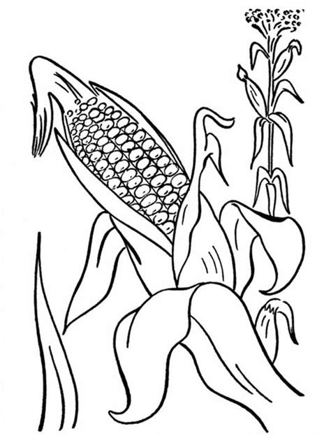 corn   mature plant coloring page corn   mature plant