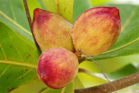 tropical almond  fruit called fruit  nigeria dnb stories africa