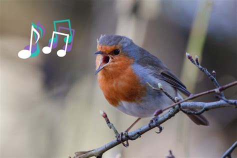 birds  sing flypaper