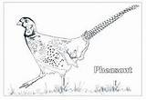 Coloring Pheasant Drawings Pheasants Pages 207px 93kb Template sketch template