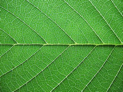 high quality leaf textures   designs designbeep