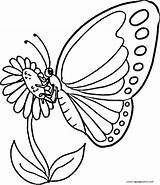 Monarch sketch template