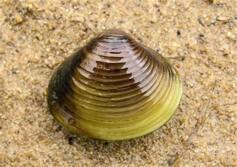 freshwater clams characterisctics reproduction behavior