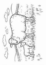 Coloring Pages Sheep sketch template