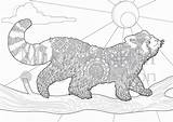 Coloring Red Pages Panda Printable Adult Colouring Instant Color Pandas Visit Mandalas Sketch Library Clipart Etsy Popular sketch template