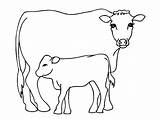 Calf sketch template