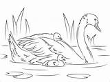 Swan Coloring Pages Family Kids Coloringbay sketch template