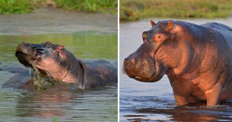 Two Year Old In Uganda Rescued After Being Swallowed By A Hippo Her Ie