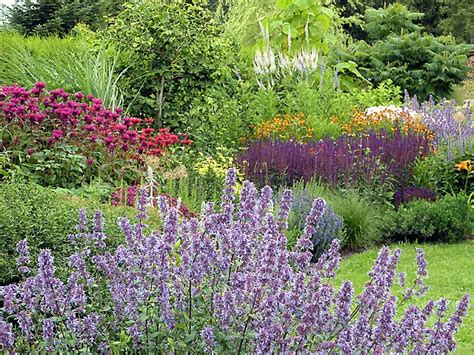 purple border plants plant combinations garden borders