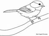 Coloriage Oiseau Arbre Oiseaux Imprimer sketch template