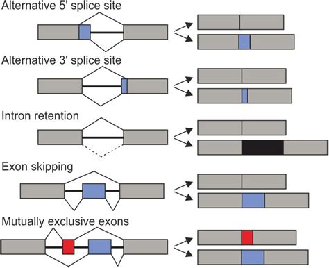 frontiers relevance  regulation  alternative splicing  plant